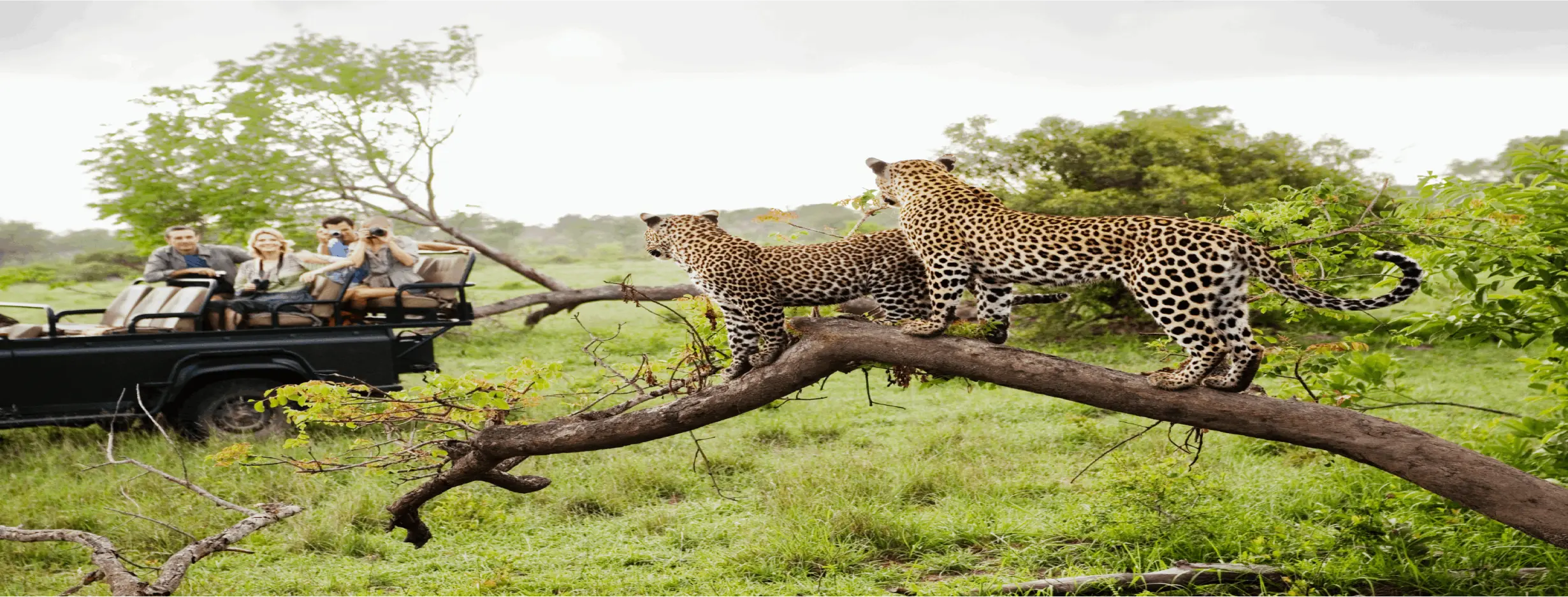 Image for Wildlife Safaris